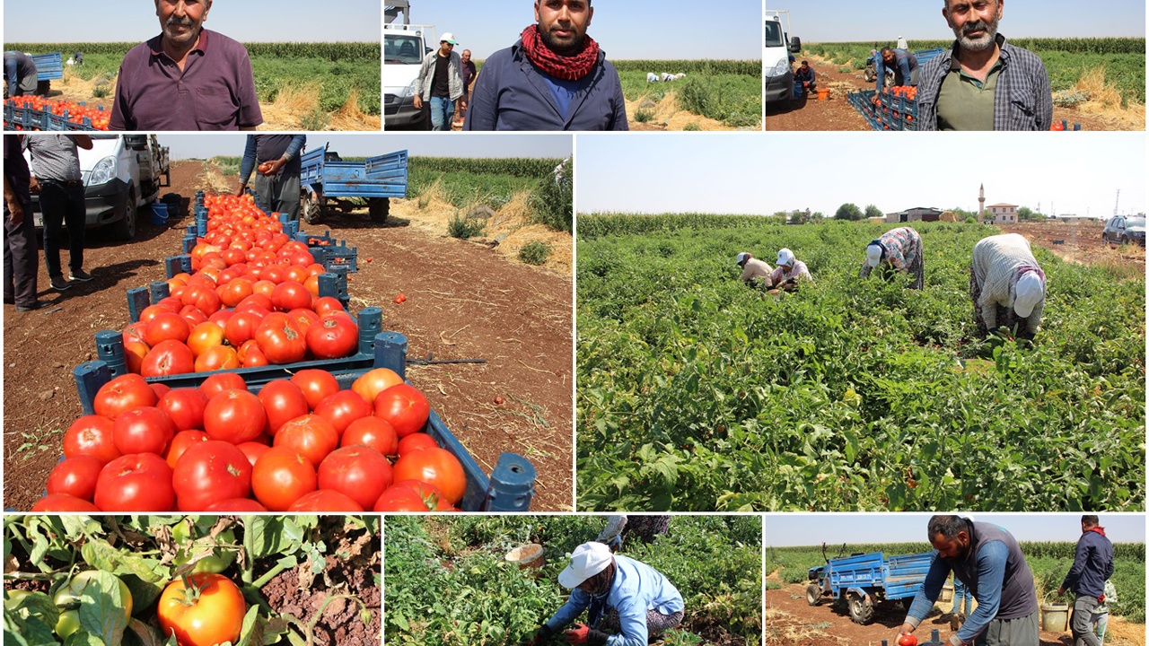 Domates üreticileri dertli: Üretiyoruz ama karşılığını alamıyoruz
