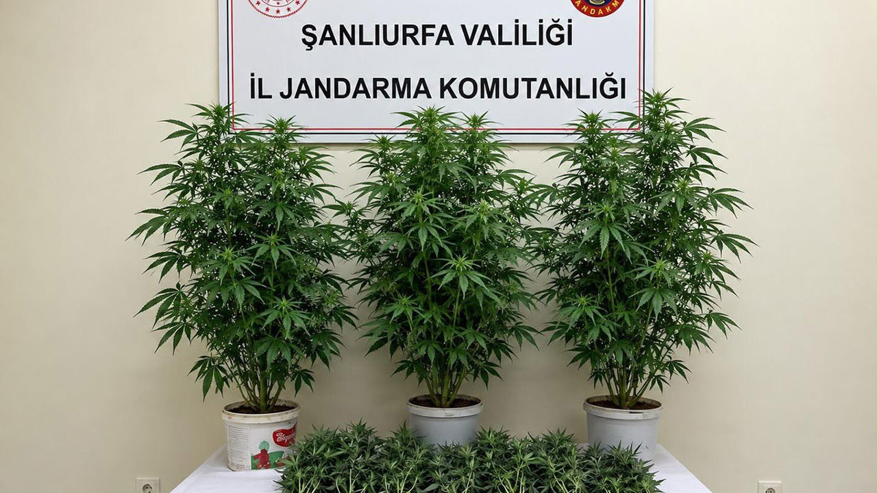 Şanlıurfa'da kenevir operasyonu