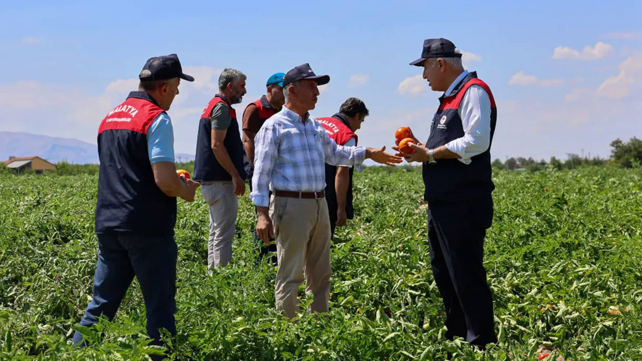 Malatya'da üreticilere dağıtılan bir milyon 85 bin sebze fidesinde hasat zamanı 