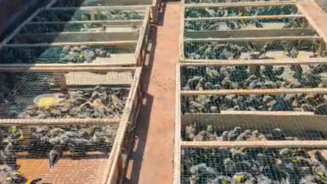 Hatay’da 2 bin 114 saka kuşu ele geçirildi
