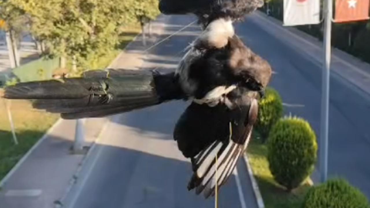 Batman'da direğe dolanan kuş kurtarıldı