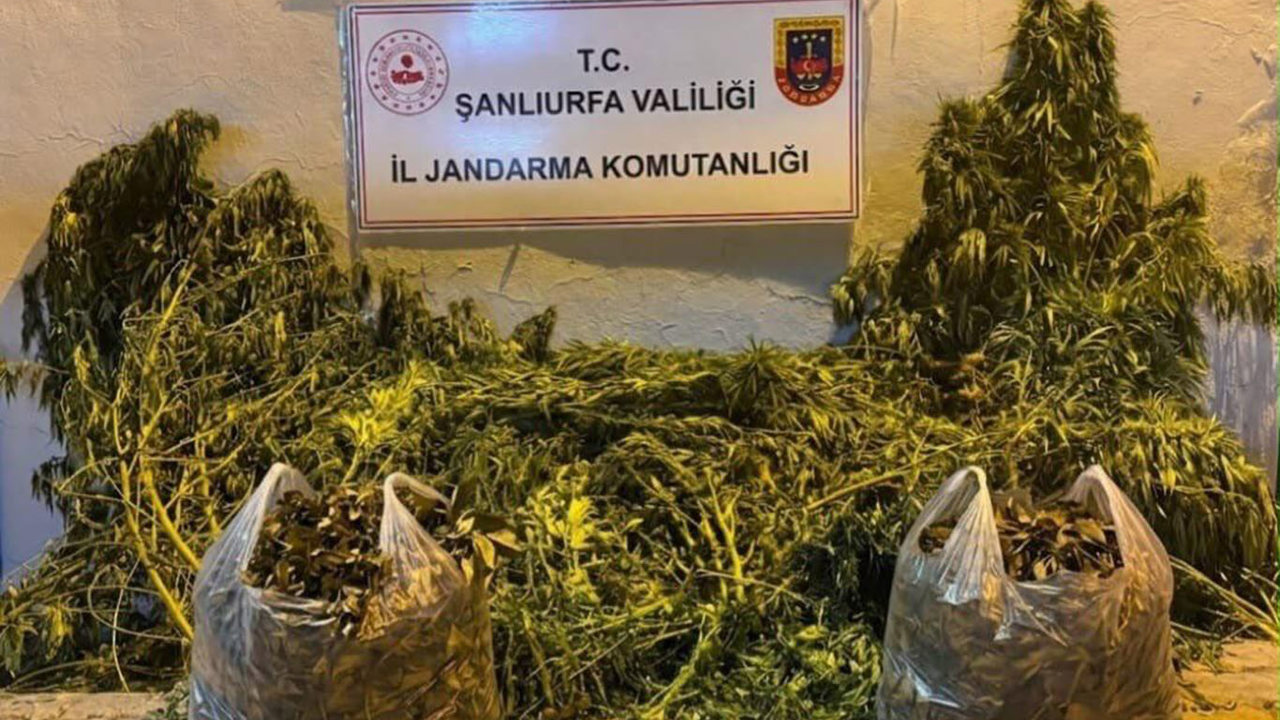 Şanlıurfa'da 625 kök kenevir ele geçirildi