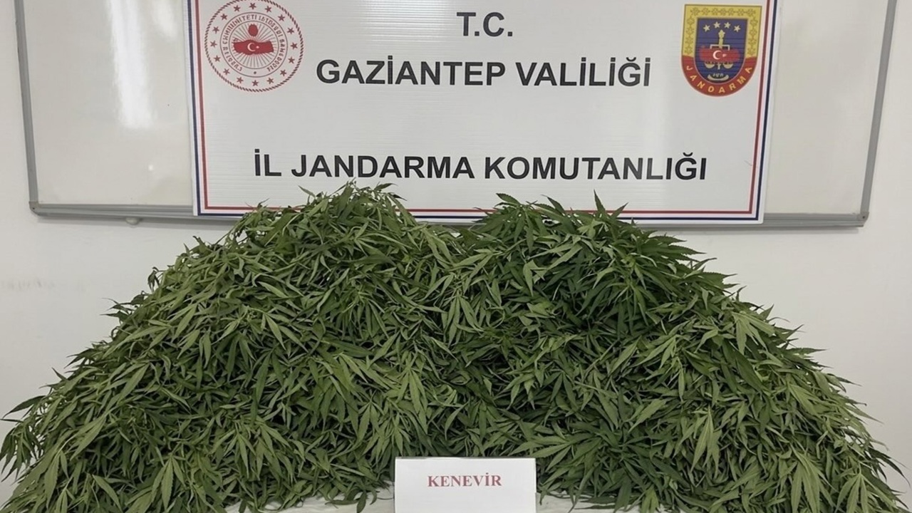 Gaziantep'te kenevir ekimi yapan 9 şüpheli yakalandı