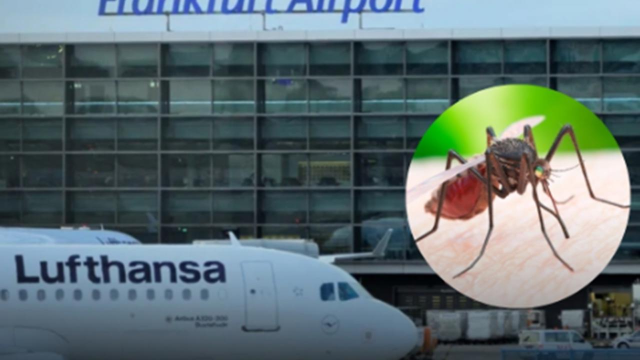 Almanya'da 2 kişi sıtma nedeniyle öldü