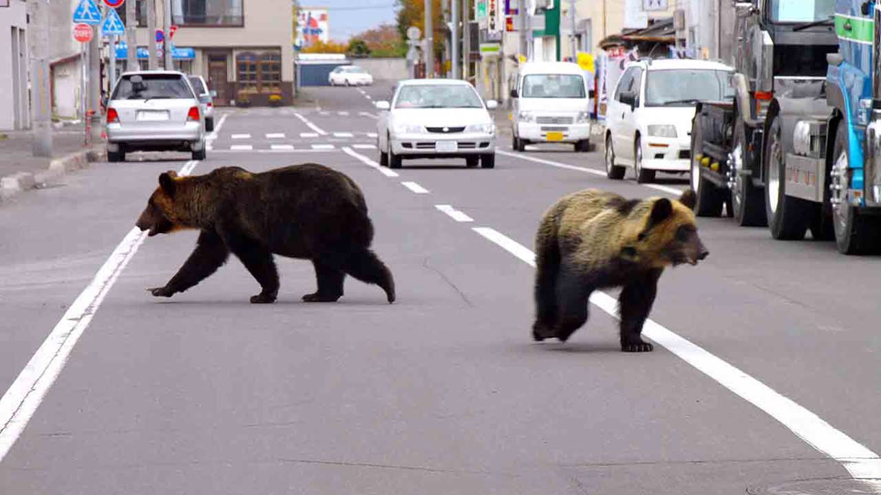Japonya'da ayılar insanlara saldırınca 14 binden fazlası itlaf edildi