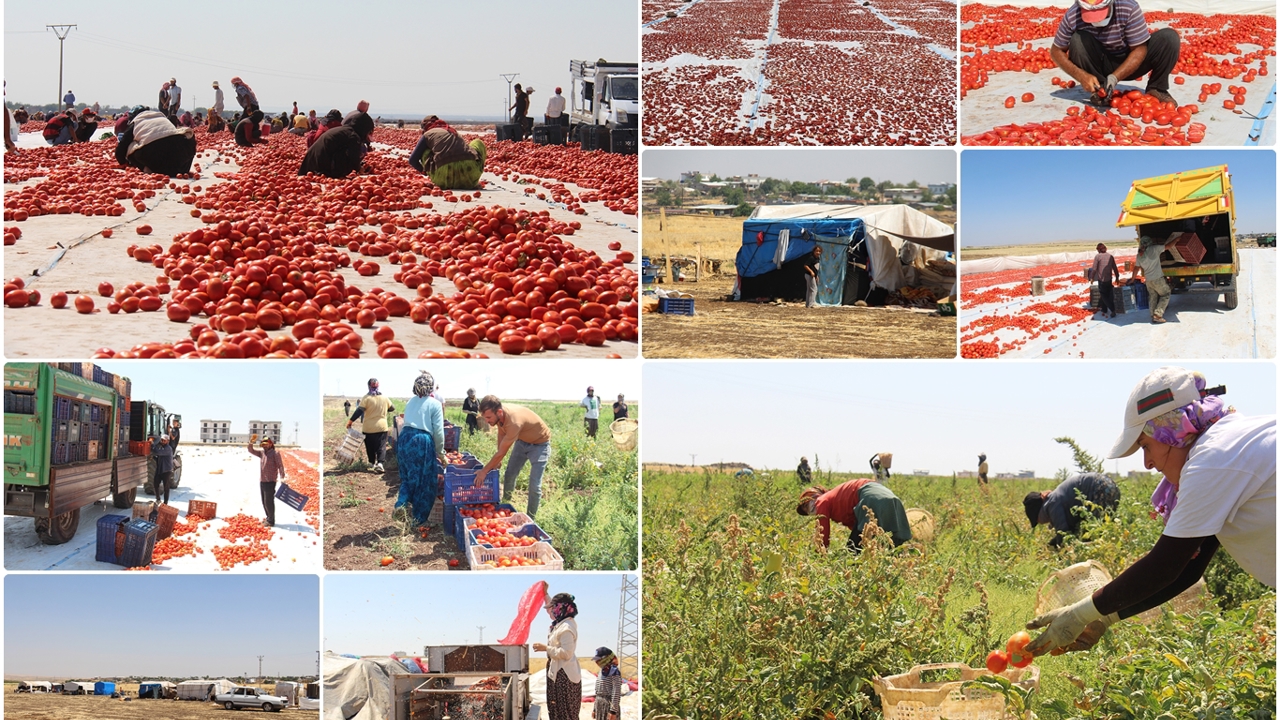 Güneşin altında bir ekmek mücadelesi