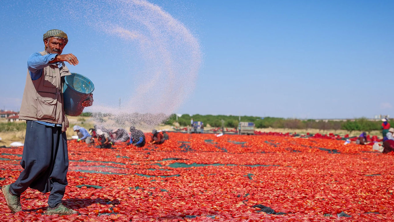 350 dekarlık alanda organik domates üretimi