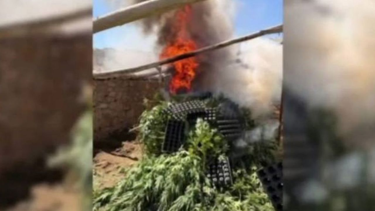Diyarbakır'da 5 bin 400 kök kenevir ele geçirildi