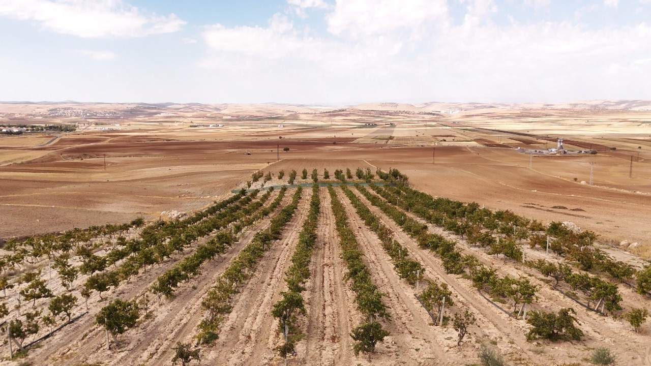 Mardin’in beyaz toprakla mayalanan meşhur üzüm pekmezi coğrafi işaret yolunda
