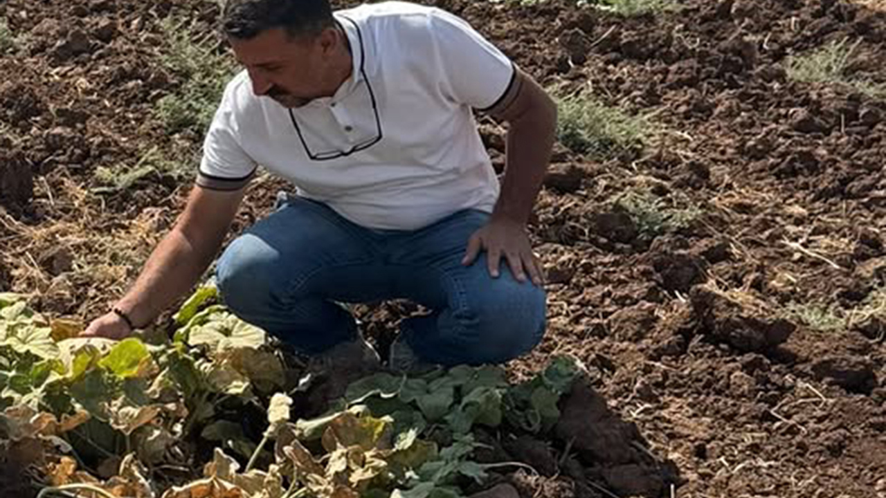 Cizre’de üretim alanlarında teknik inceleme