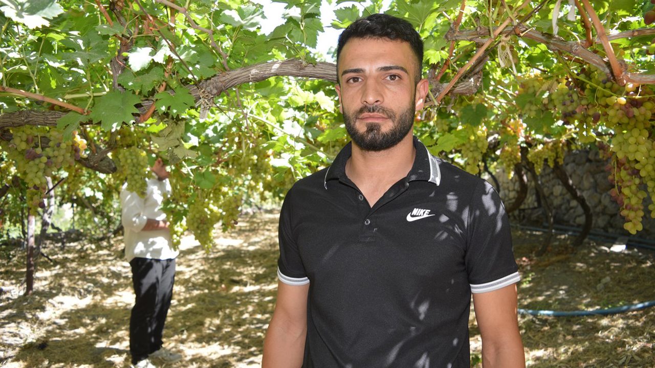 Siirt’te üzüm hasadı başladı: Üreticiler sulama ve fiyat sorununa dikkat çekti