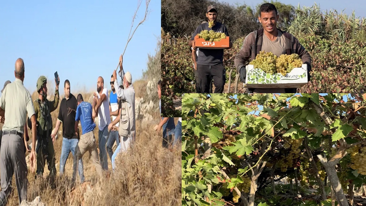 Batı Şeria’da üzüm gaspı 