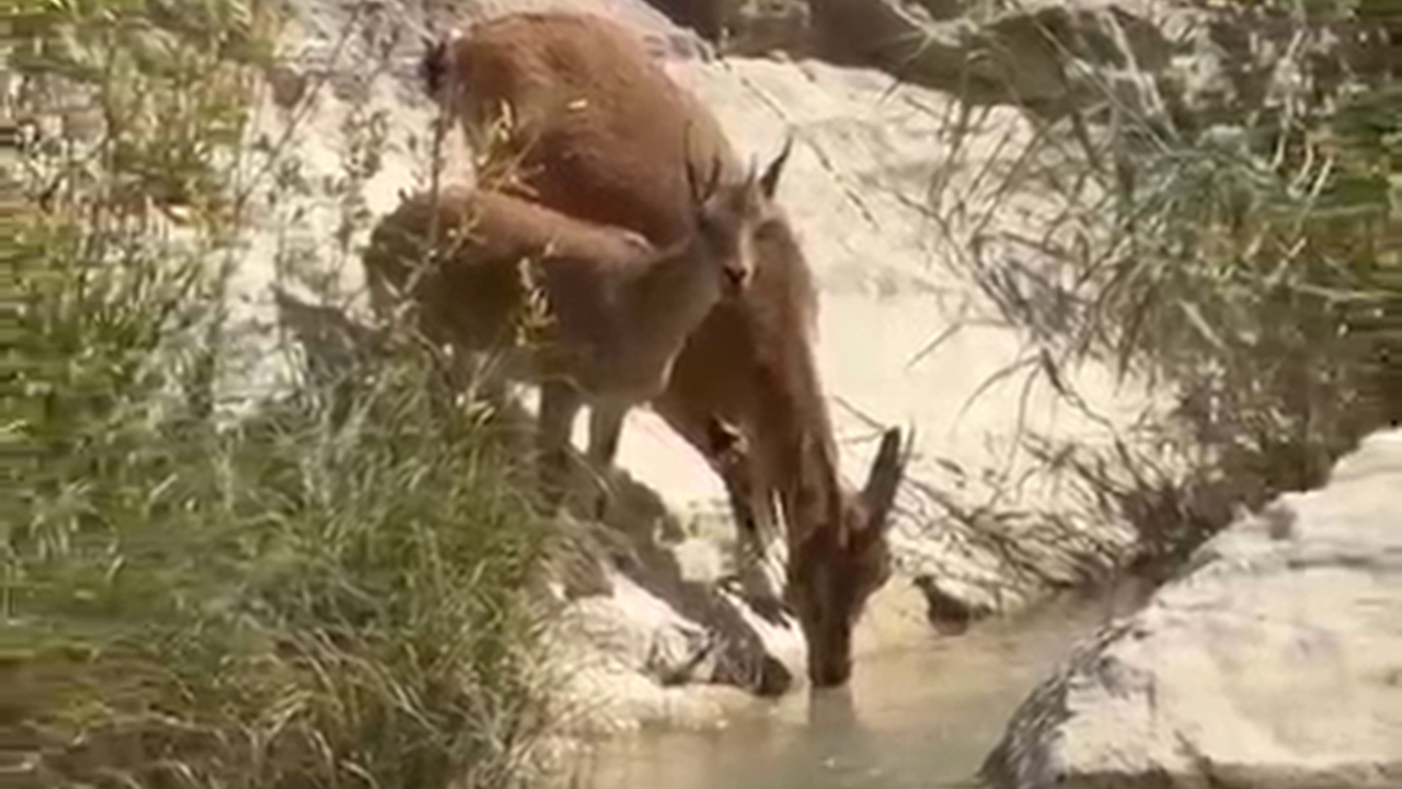Su içmek için dereye inen yaban keçileri kameraya yansıdı
