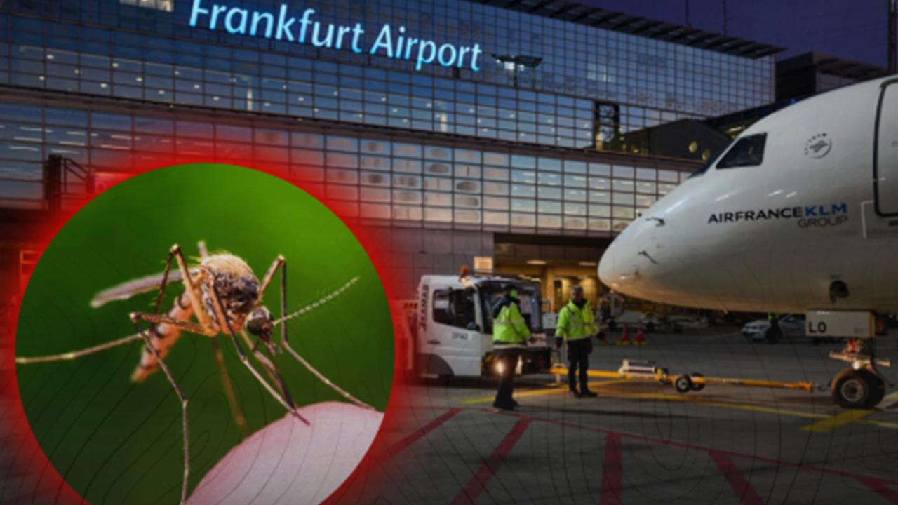 Frankfurt Havalimanı'nda sıtma alarmı