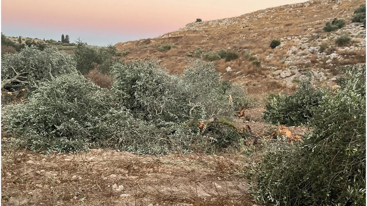 İşgalci siyonistler Ramallah yakınlarında onlarca zeytin ağacını söktü