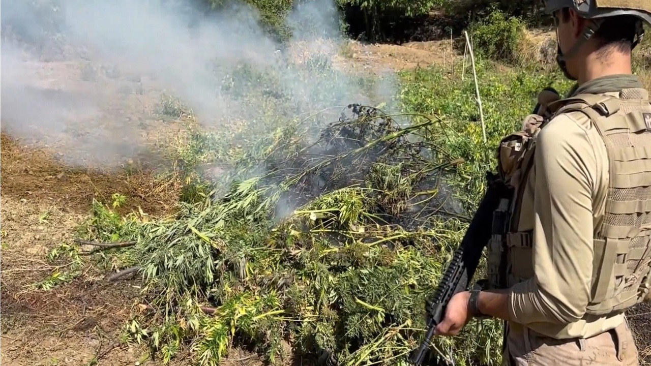Diyarbakır’da 217 bin 608 kök kenevir ve skunk imha edildi