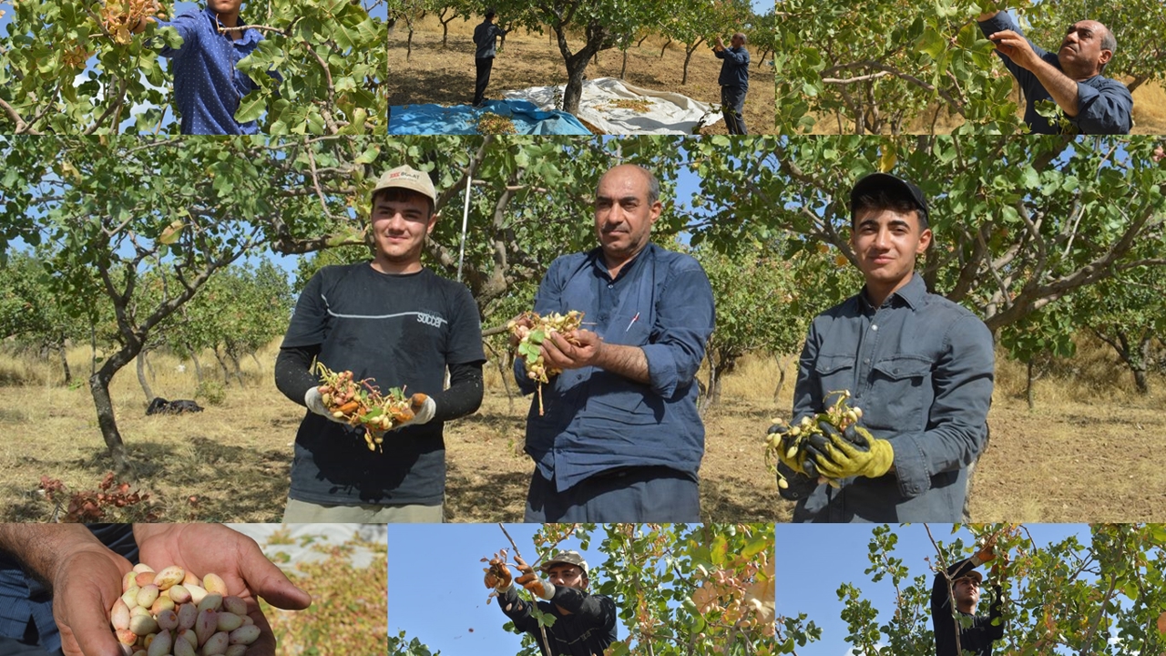 Çocuklarıyla başladı, şimdi torunlarıyla fıstık topluyor: 45 yıllık hasat hikâyesi