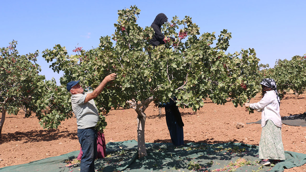 Şanlıurfa'da fıstık üreticisi verimden memnun: Yağışlar ürüne olumlu yansıdı