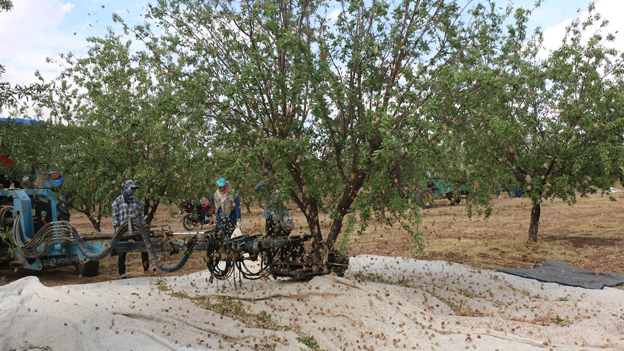 Şanlıurfa'da badem üreticisi fiyatlardan dertli: "Bu gidişle fıstığa dönebiliriz"