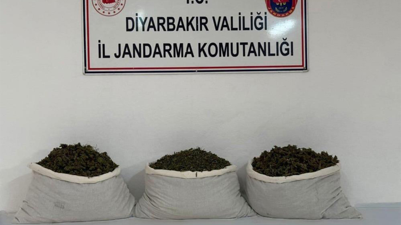Diyarbakır’da 253 bin 752 kök kenevir ele geçirildi: 25 şüpheliye yasal işlem