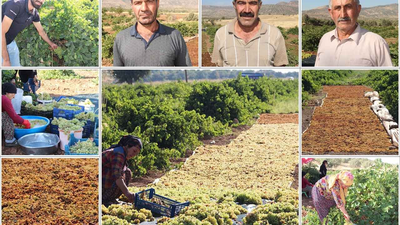 Batman'da kuru üzüm mesaisi: Üreticiler ürünlerinin markalaşmasını istiyor