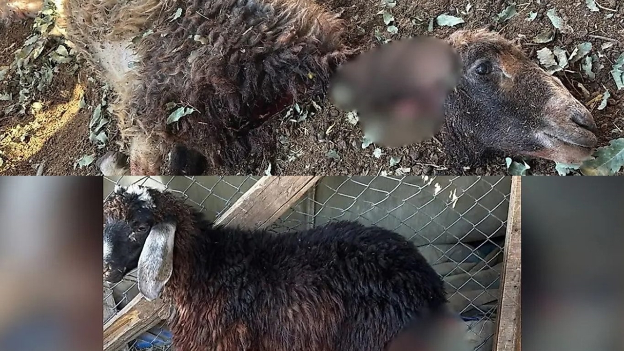 Siirt’te başıboş köpekler ağıla girdi: 3 kuzu telef oldu