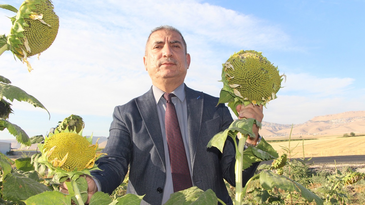Mardin’de su kısıtlamaları ayçiçeği ekimini artırdı