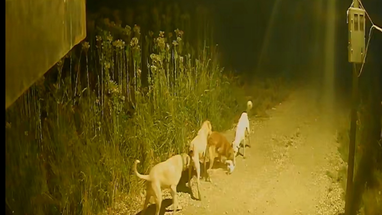 Batman'da başıboş köpekler kediyi kovalayıp telef etti