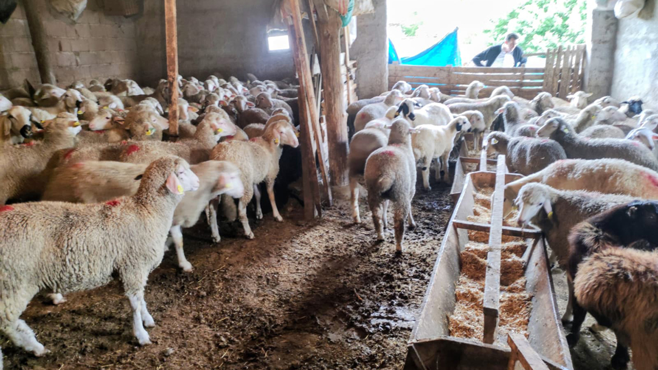  Konya’da küçükbaş hayvancılığa “Bereket” desteği