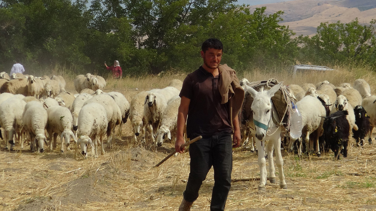 Hayvan yetiştiricileri: En büyük sorunumuz çoban ve mera 