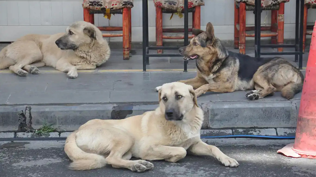 Diyarbakır’da belediyelere başıboş hayvanları toplama talimatı: Son tarih 31 Ekim