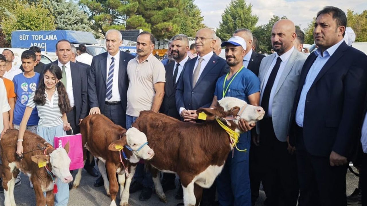 Malatya'da "En Güzel Buzağı" yarışması düzenlendi