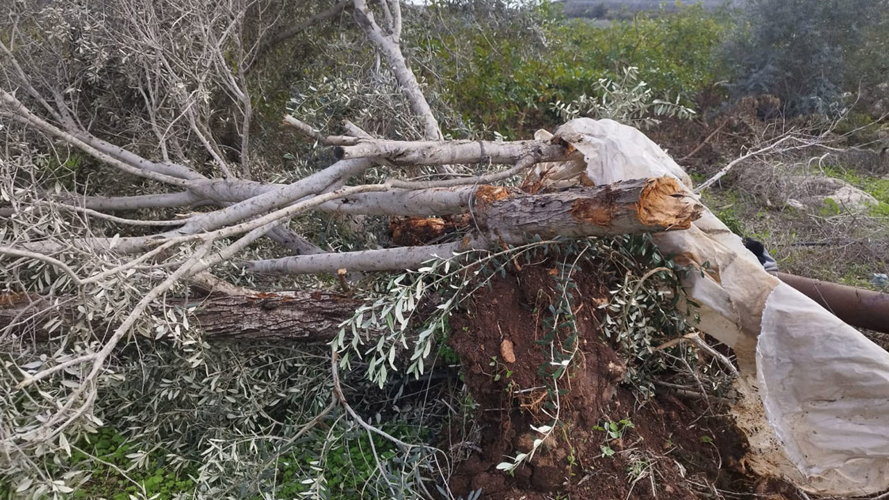 Siyonist yerleşimcilerden zeytin sezonunda saldırı: 45 binden fazla ağaç zarar gördü
