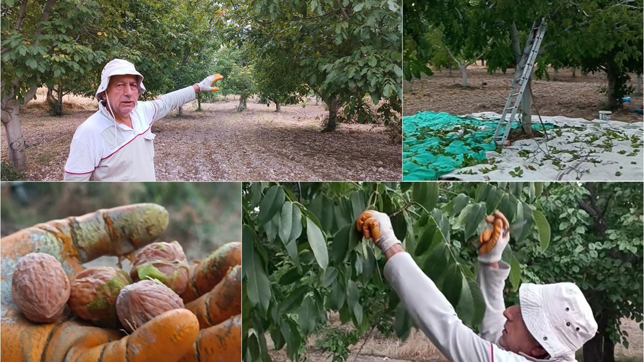 Kayısıya alternatif olarak yetiştirilen cevizde hasat zamanı