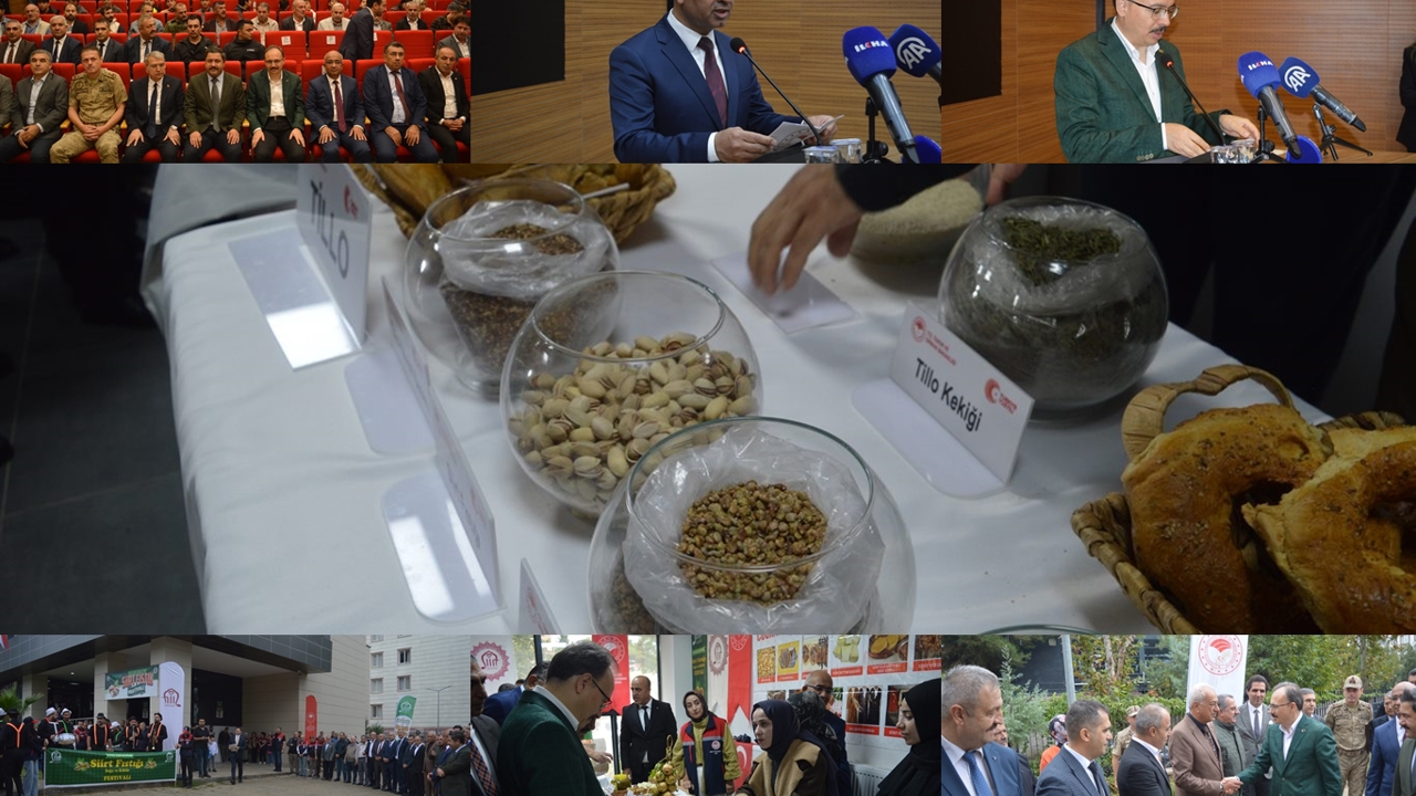 Siirt fıstığında yeni hedef: Üretim 50 bin tona çıkarılacak
