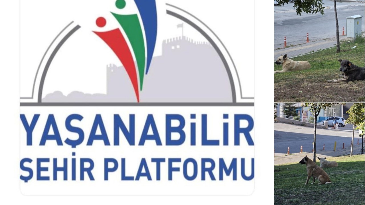 Yaşanabilir Şehir Platformu: 4 Ekim, okullarda başıboş hayvan besleme gününe dönüştürülmemeli