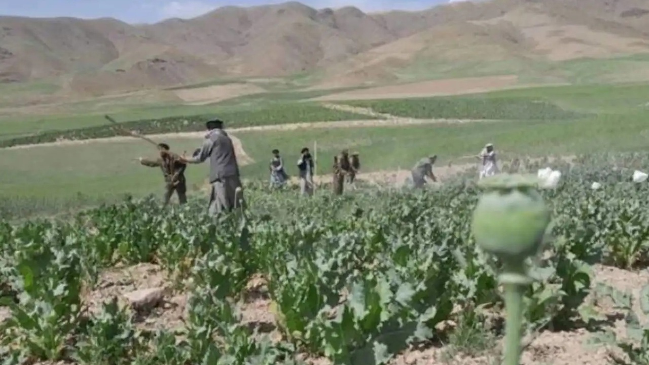 Afganistan'da 3 bin dönüm haşhaş tarlası imha edildi