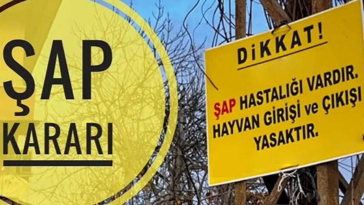 Amasya'da şap hastalığı nedeniyle hayvan pazarları geçici olarak kapatıldı