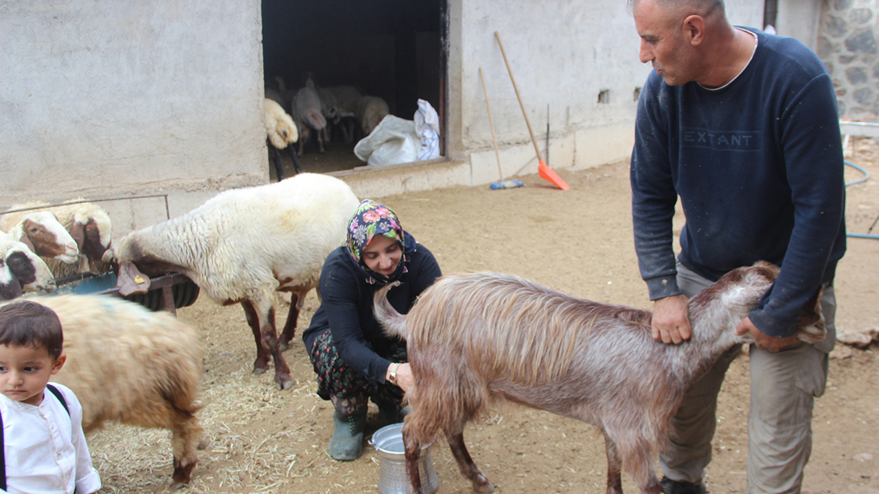 10 koyunla başlayan 4 çocuk annesinin en büyük hedefi çiftlik kurmak