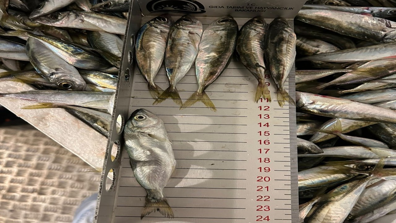 Küçük boyda balık avı ve belgesiz taşımacılığa ceza