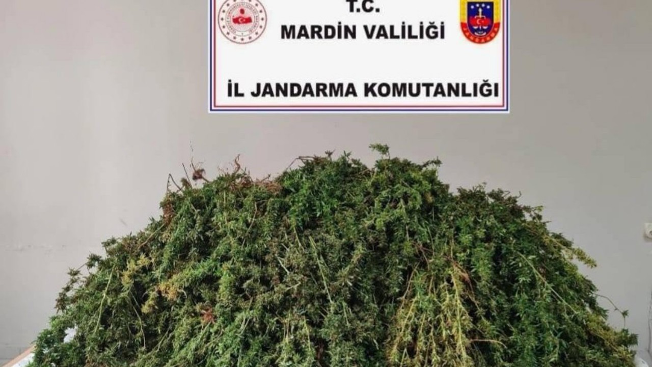 Mardin’de 43 kilo skunk ele geçirildi: 1 gözaltı