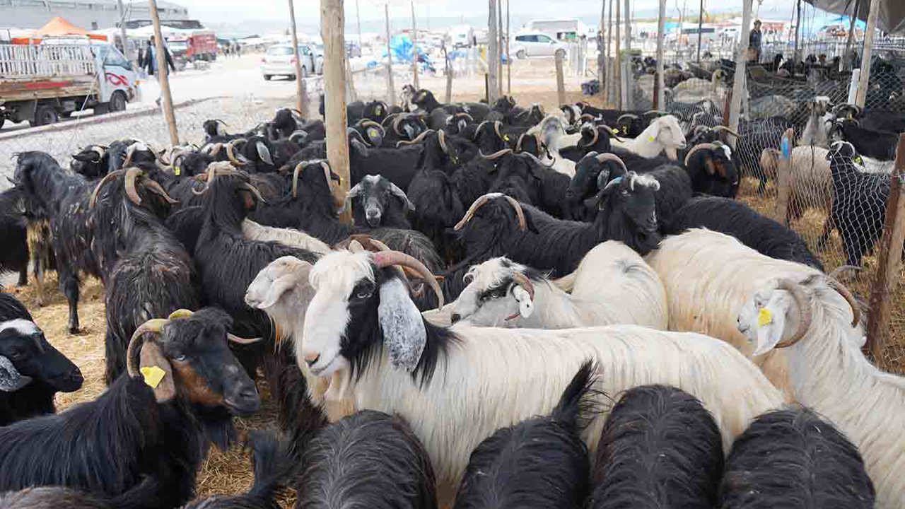 Akşehir’de hayvan pazarı veba hastalığı nedeniyle kapatıldı