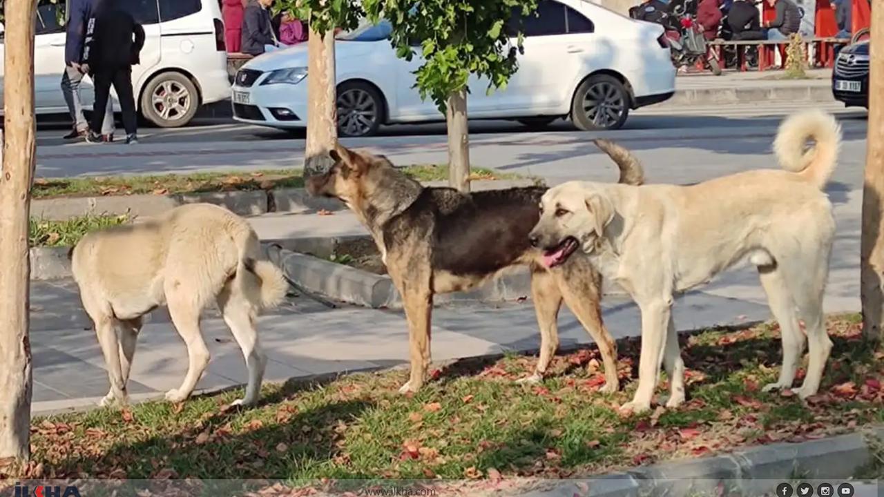 Ege Üniversitesinde 83 köpek toplandı, 31’inin sahipli olduğu belirlendi