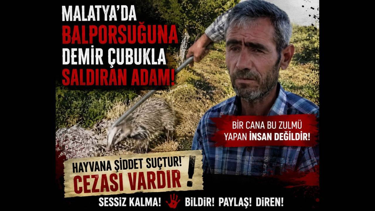Bal porsuğuna demir çubuklu şiddet!