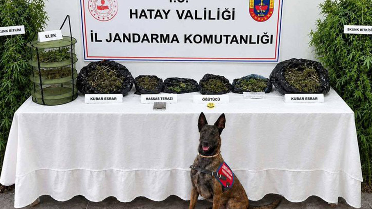 Hatay’da uyuşturucu operasyonu: Bir gözaltı