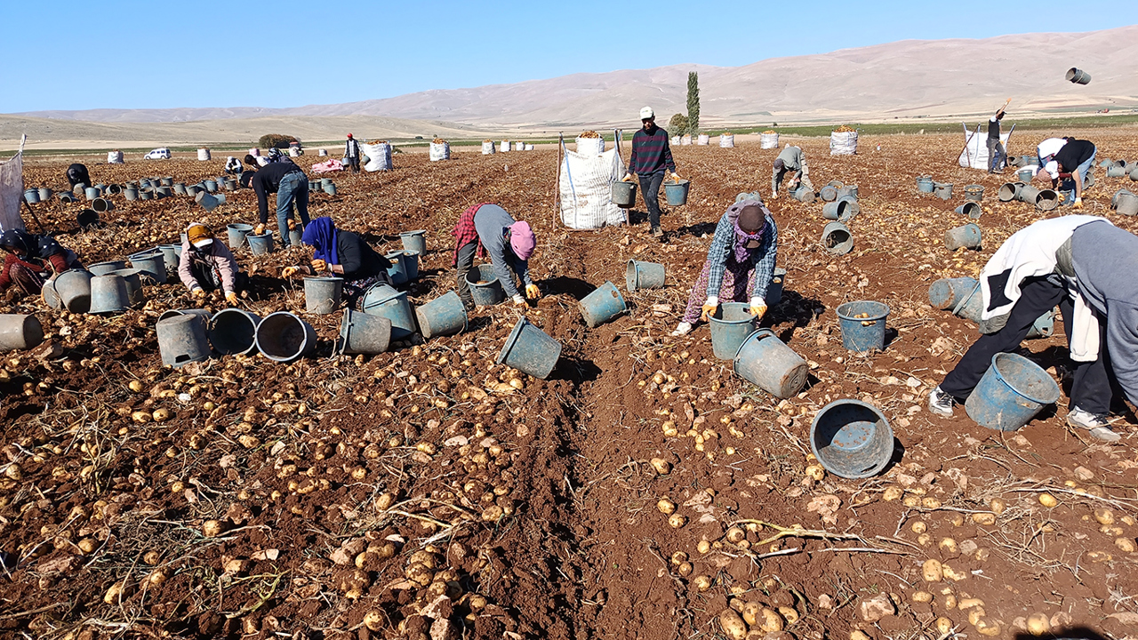 Tohumluk patatesler Türkiye'nin dört bir yanına gönderiliyor