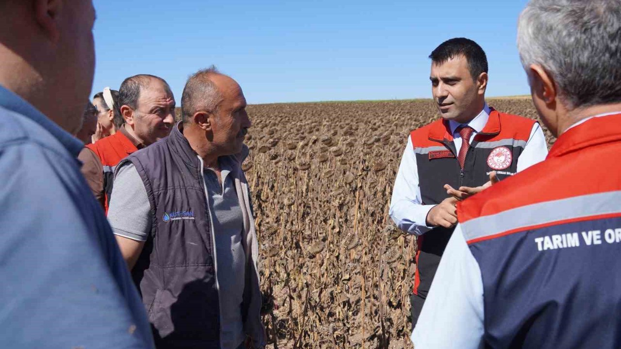 Tokat’ta 39 bin dekar alanda 19 tona yakın ayçiçeği tohumu ekildi
