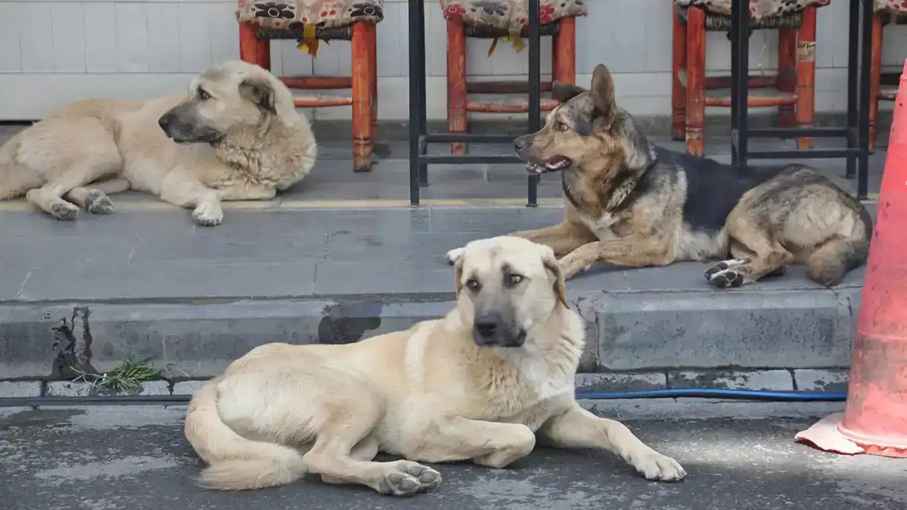 Derneklerden mama şirketlerine uzanan para trafiği incelemede