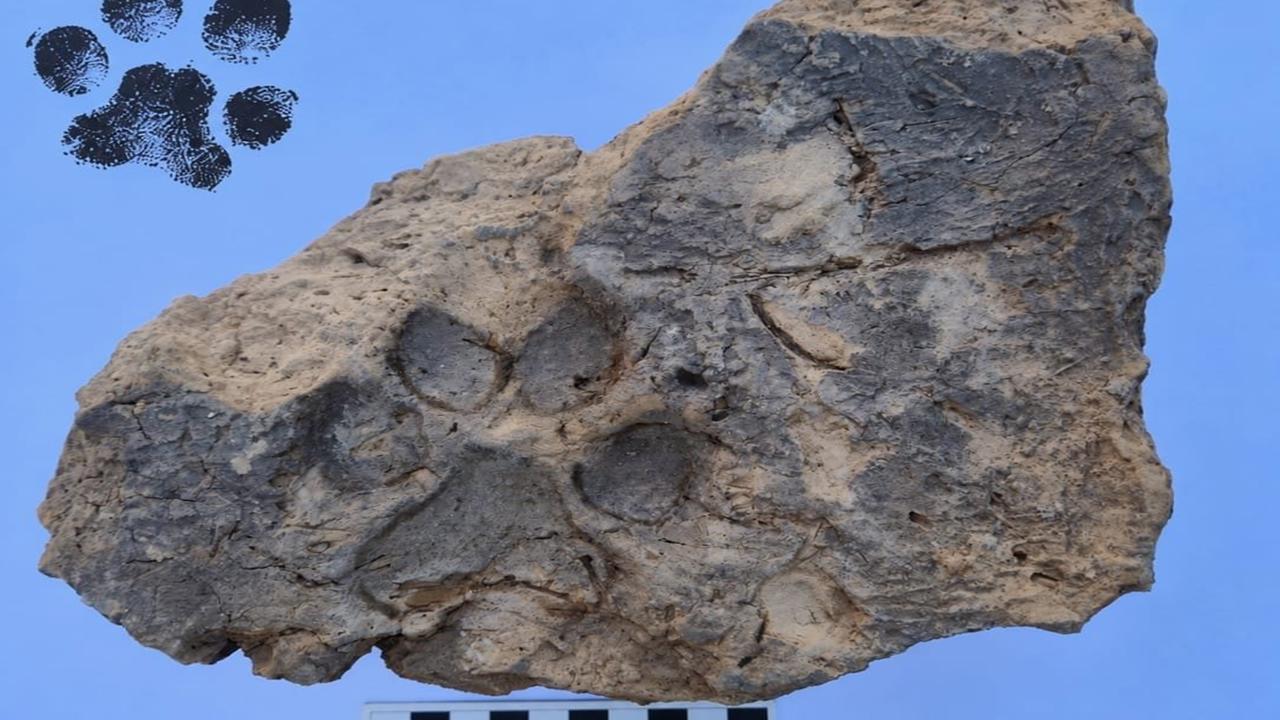 Tavşanlı Höyük’te 4 bin yıllık pati izleri bulundu