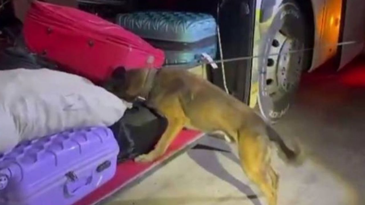 Şanlıurfa'da yolcu otobüsünde 16 kilogram skunk ele geçirildi